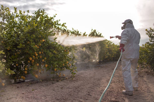 Best Wasp Removal Services  in Cushing, OK