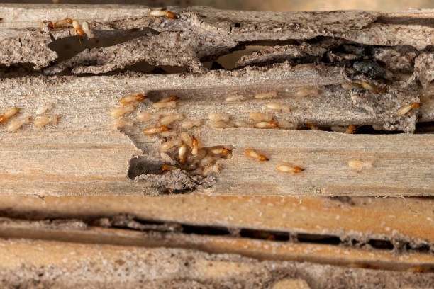 Best Bed Bug Extermination  in Cushing, OK